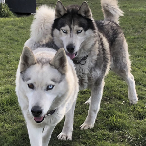 Breeze & Yogi