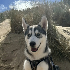 Kylo