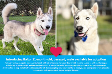 Balto is Available for Adoption