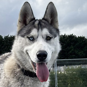 Sasha Sire
