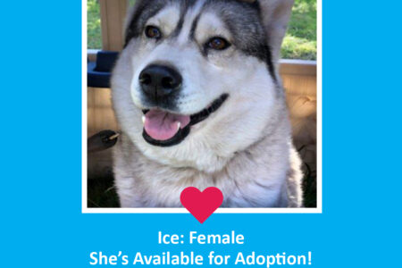 Ice is Available for Adoption!